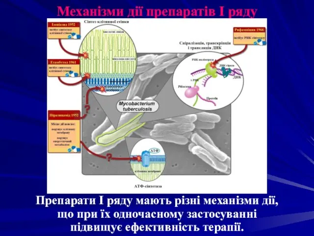 Механізми дії препаратів І ряду Препарати І ряду мають різні механізми