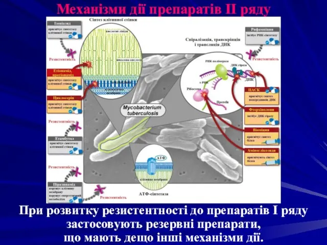 Механізми дії препаратів ІІ ряду При розвитку резистентності до препаратів І