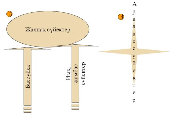 Жалпақ сүйектер Бассүйек Иық, жамбас сүйектер Аралас сүйектер 3 4