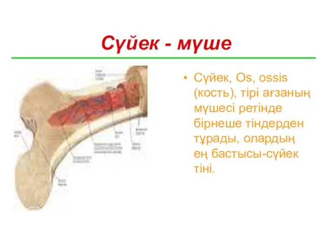 Сүйек - мүше Сүйек, Os, ossis (кость), тірі ағзаның мүшесі ретінде