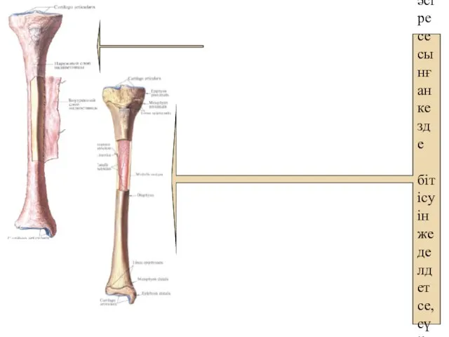 кемікті бөлігімен өзара тығыз байланысқан.Сүйек қабықшасын- ың остеогендік қабаты сүйек тіндерін