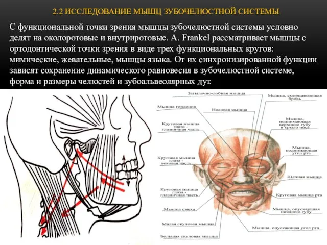 2.2 ИССЛЕДОВАНИЕ МЫШЦ ЗУБОЧЕЛЮСТНОЙ СИСТЕМЫ С функциональной точки зрения мышцы зубочелюстной