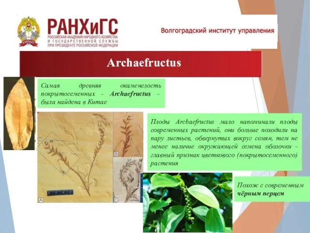 Archaefructus Плоды Arcbaefructus мало напоминали плоды современных растений, они больше походили
