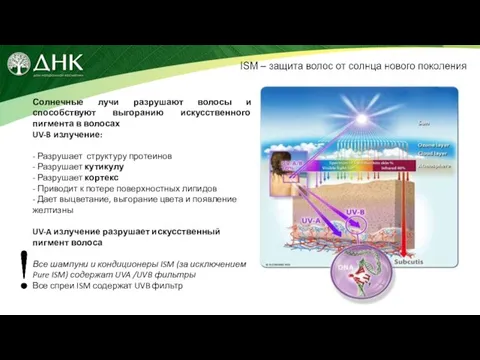 Солнечные лучи разрушают волосы и способствуют выгоранию искусственного пигмента в волосах