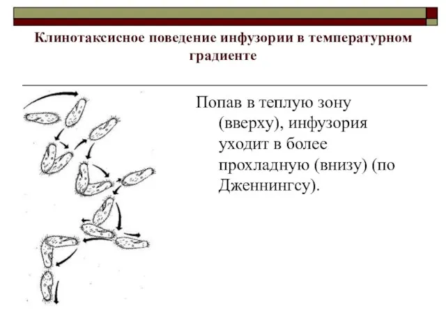 Клинотаксисное поведение инфузории в температурном градиенте Попав в теплую зону (вверху),