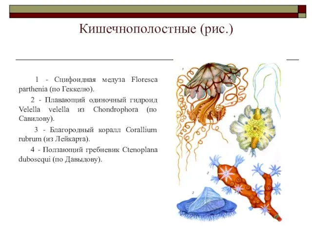 Кишечнополостные (рис.) 1 - Сцифоидная медуза Floresca parthenia (по Геккелю). 2