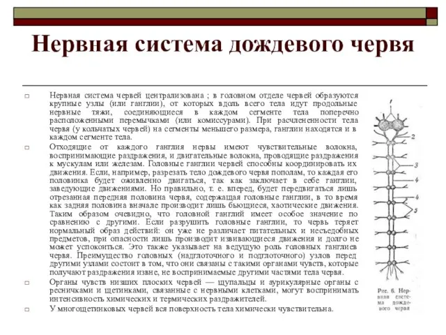 Нервная система дождевого червя Нервная система червей централизована ; в головном