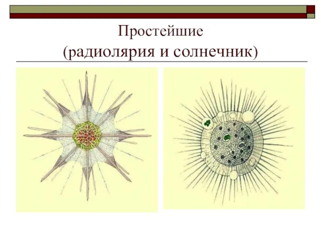 Простейшие (радиолярия и солнечник)