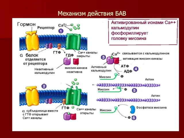 Механизм действия БАВ