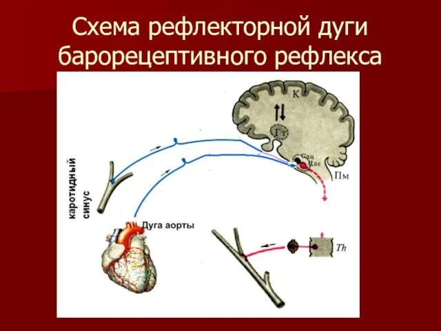 Схема рефлекторной дуги барорецептивного рефлекса