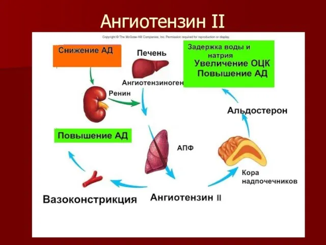 Ангиотензин II