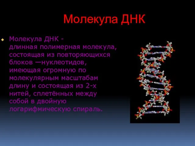 Молекула ДНК Молекула ДНК -длинная полимерная молекула, состоящая из повторяющихся блоков