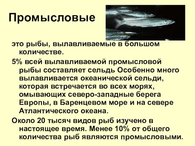 Промысловые это рыбы, вылавливаемые в большом количестве. 5% всей вылавливаемой промысловой