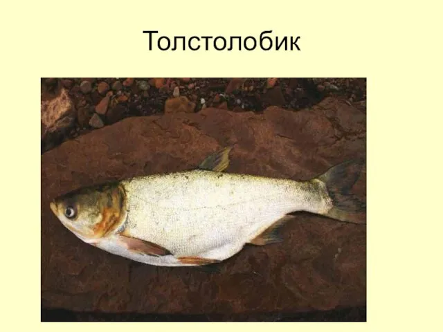 Толстолобик