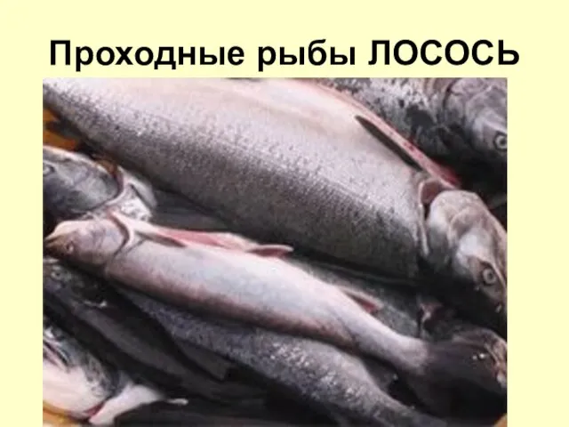 Проходные рыбы ЛОСОСЬ