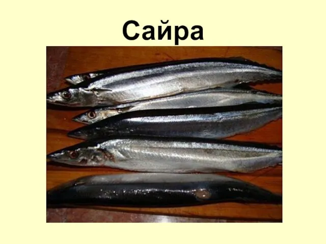 Сайра