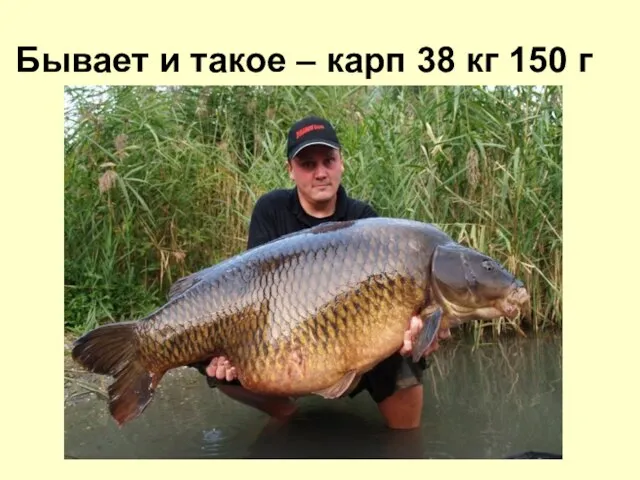 Бывает и такое – карп 38 кг 150 г