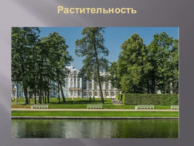 Растительность