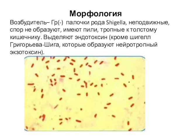 Морфология Возбудитель– Гр(-) палочки рода Shigella, неподвижные, спор не образуют, имеют