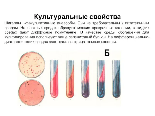 Культуральные свойства Шигеллы -факультативные анаэробы. Они не требовательны к питательным средам.