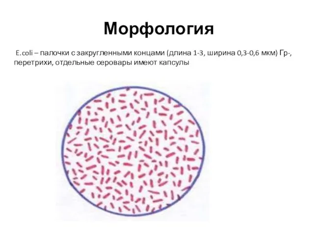 Морфология E.coli – палочки с закругленными концами (длина 1-3, ширина 0,3-0,6