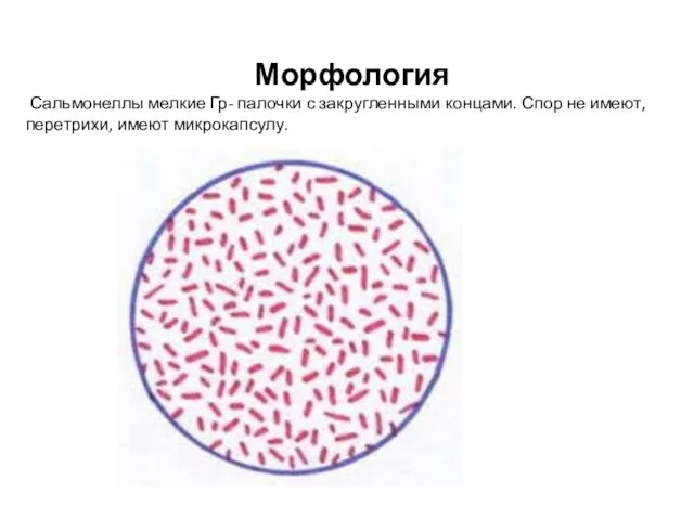 Морфология Сальмонеллы мелкие Гр- палочки с закругленными концами. Спор не имеют, перетрихи, имеют микрокапсулу.