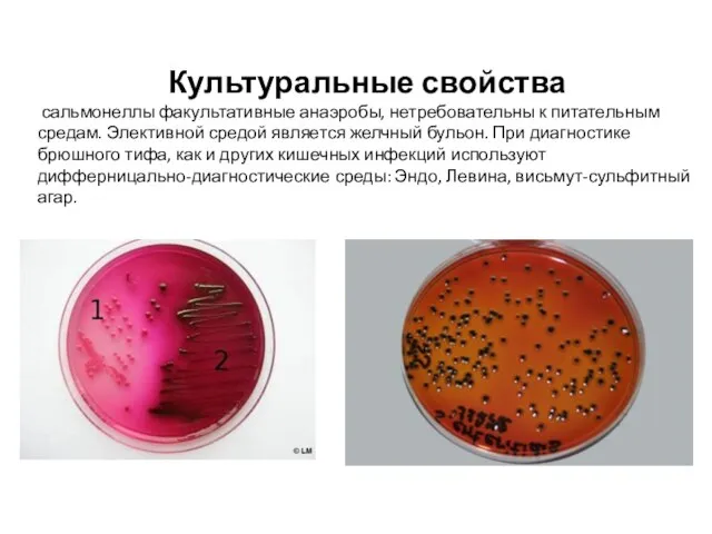 Культуральные свойства сальмонеллы факультативные анаэробы, нетребовательны к питательным средам. Элективной средой