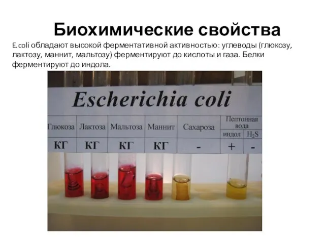 Биохимические свойства E.coli обладают высокой ферментативной активностью: углеводы (глюкозу, лактозу, маннит,