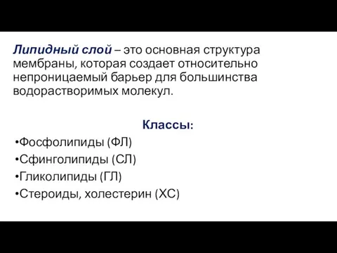 Липидный слой – это основная структура мембраны, которая создает относительно непроницаемый