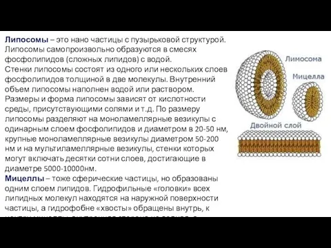 Липосомы – это нано частицы с пузырьковой структурой. Липосомы самопроизвольно образуются