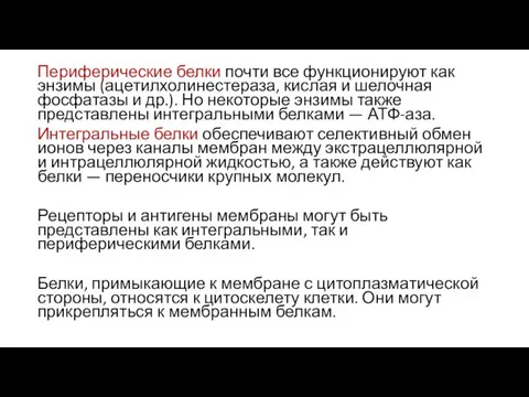 Периферические белки почти все функционируют как энзимы (ацетилхолинестераза, кислая и шелочная