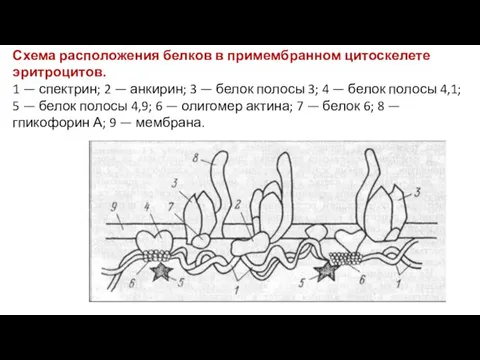 Схема расположения белков в примембранном цитоскелете эритроцитов. 1 — спектрин; 2