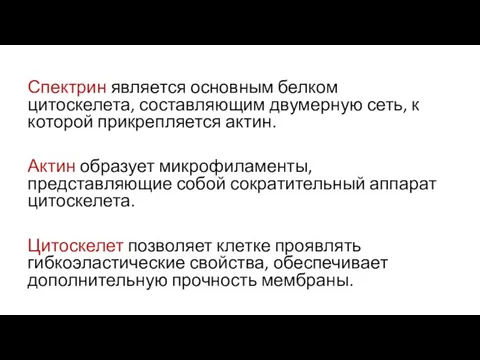 Спектрин является основным белком цитоскелета, составляющим двумерную сеть, к которой прикрепляется