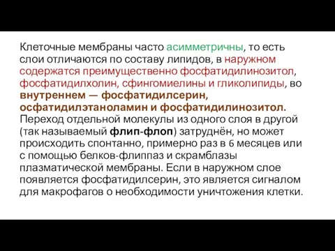 Клеточные мембраны часто асимметричны, то есть слои отличаются по составу липидов,