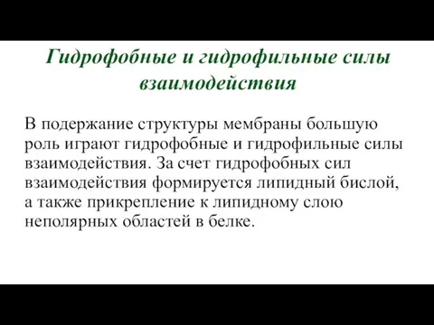 Гидрофобные и гидрофильные силы взаимодействия В подержание структуры мембраны большую роль