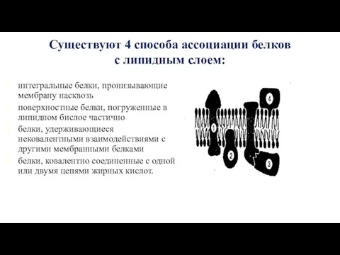 Существуют 4 способа ассоциации белков с липидным слоем: интегральные белки, пронизывающие