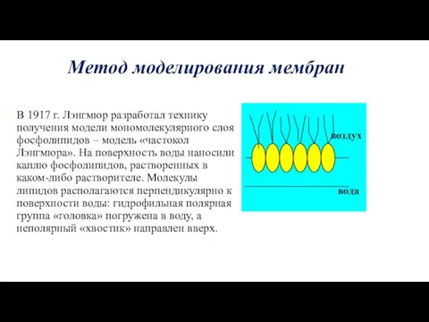 Метод моделирования мембран В 1917 г. Лэнгмюр разработал технику получения модели