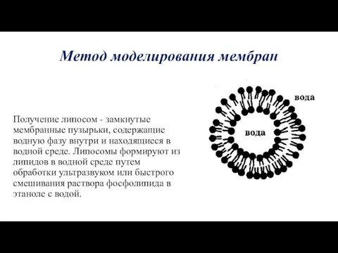 Метод моделирования мембран Получение липосом - замкнутые мембранные пузырьки, содержащие водную