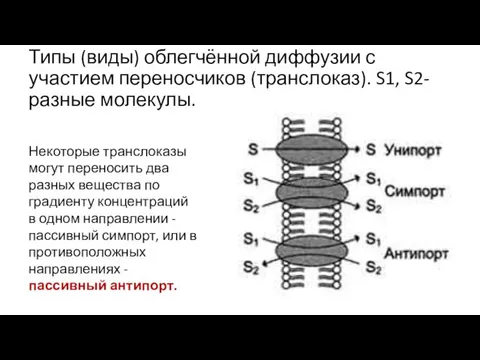 Типы (виды) облегчённой диффузии с участием переносчиков (транслоказ). S1, S2- разные