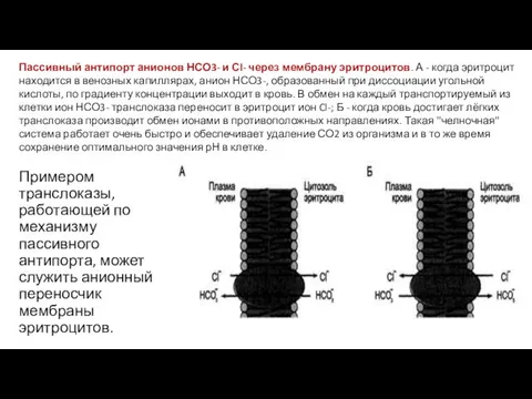 Примером транслоказы, работающей по механизму пассивного антипорта, может служить анионный переносчик