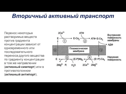 Вторичный активный транспорт Перенос некоторых растворимых веществ против градиента концентрации зависит