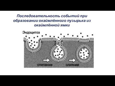 Последовательность событий при образовании окаймлённого пузырька из окаймлённой ямки