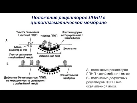 Положение рецепторов ЛПНП в цитоплазматической мембране А - положение рецепторов ЛПНП