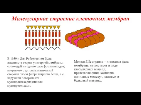 Молекулярное строение клеточных мембран В 1959 г. Дж. Робертсоном была выдвинута