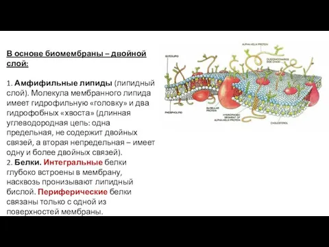 В основе биомембраны – двойной слой: 1. Амфифильные липиды (липидный слой).