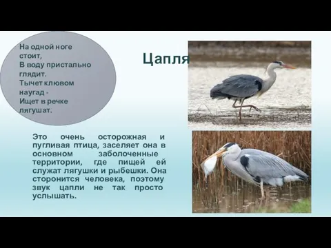 Это очень осторожная и пугливая птица, заселяет она в основном заболоченные