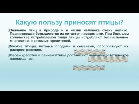 Какую пользу приносят птицы? Значение птиц в природе и в жизни