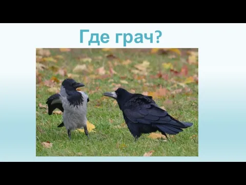 Где грач?