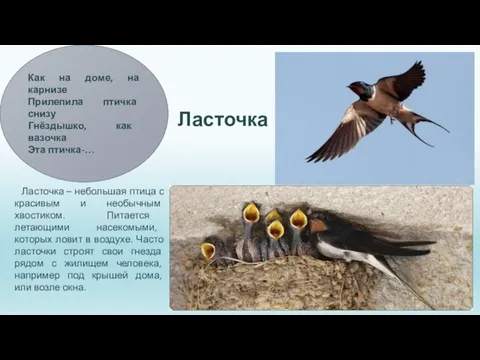 Ласточка Как на доме, на карнизе Прилепила птичка снизу Гнёздышко, как