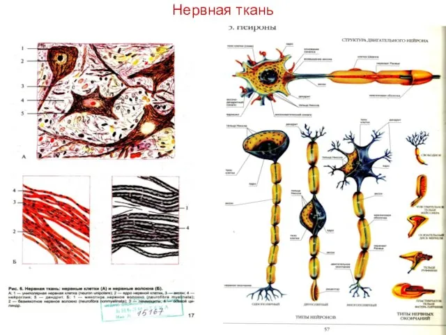 Нервная ткань